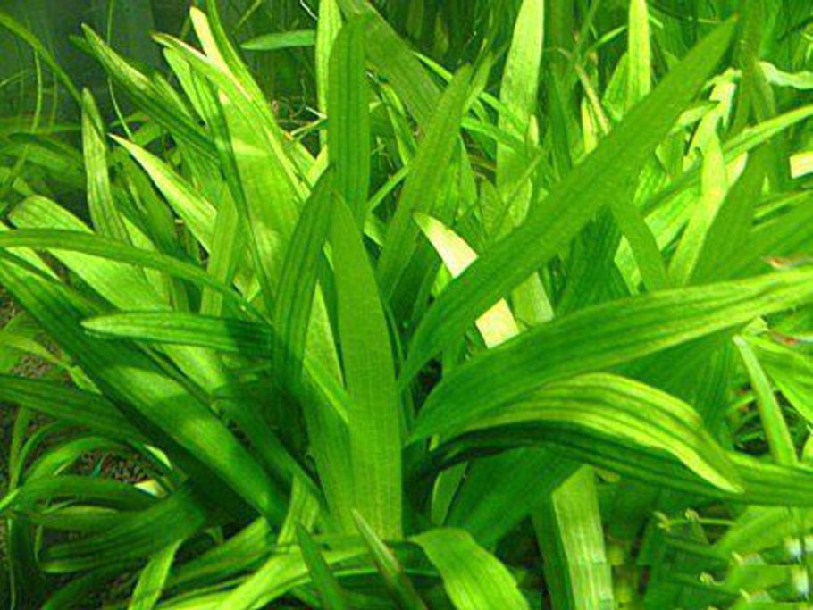 Стрелолист latifolia