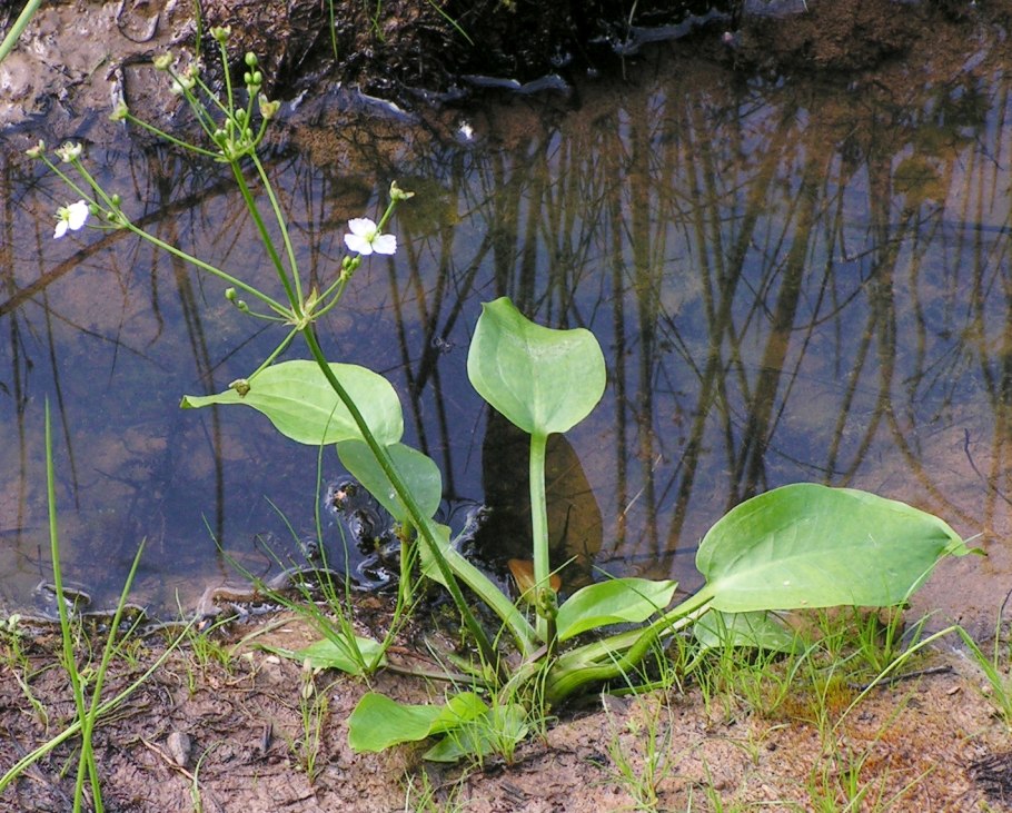 Эхинодорус Шлютера Echinodorus schlueteri