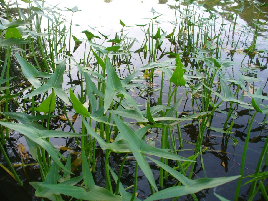 Сагиттария субулата Sagittaria subulata