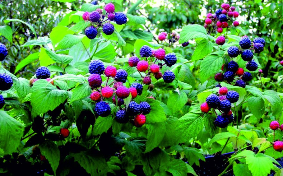 Низкорослые плодовые кустарники