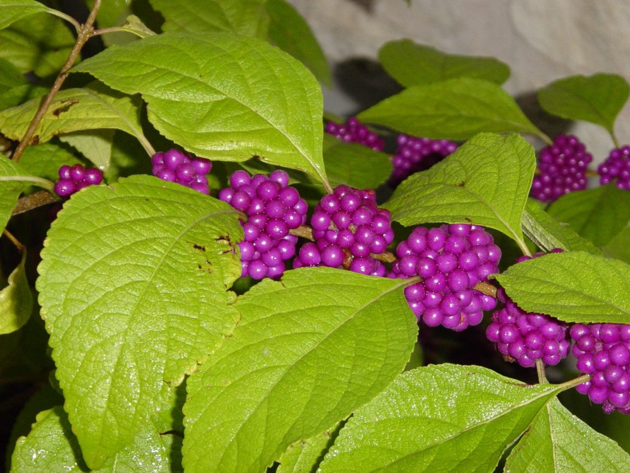 Тенелюбивые ягодные кустарники