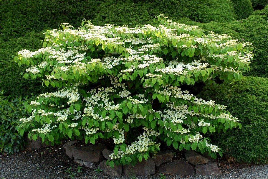 Ежевика бесшипная Садовая