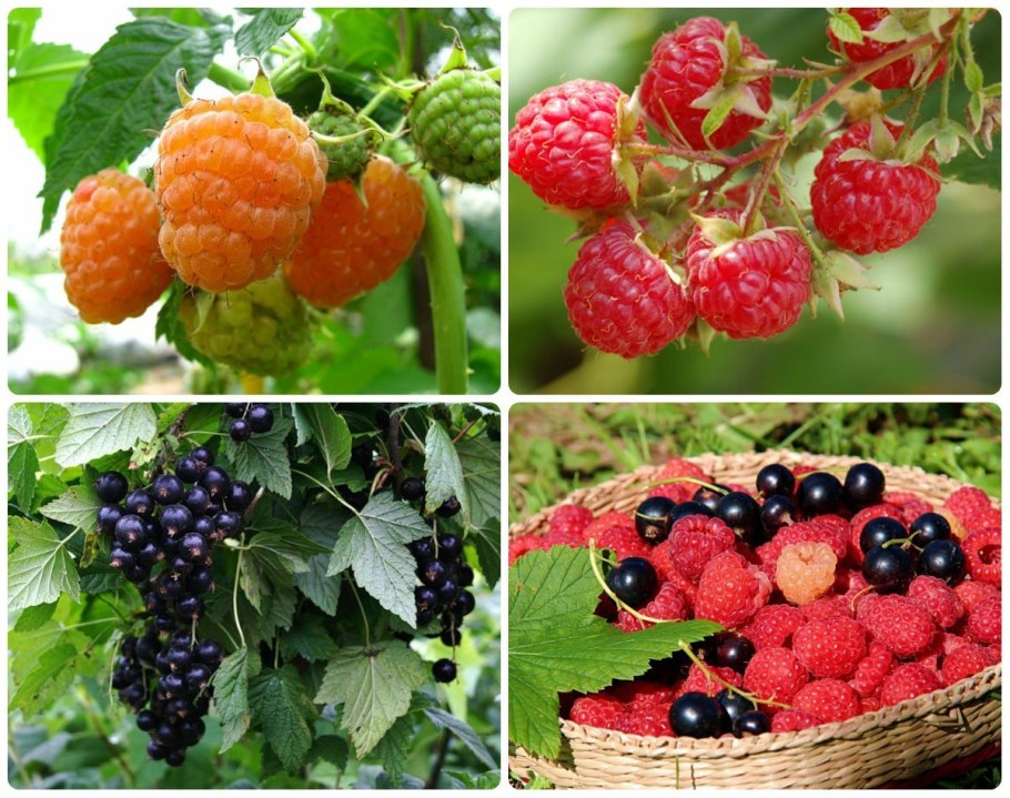 Ежевика Садовая Натчез