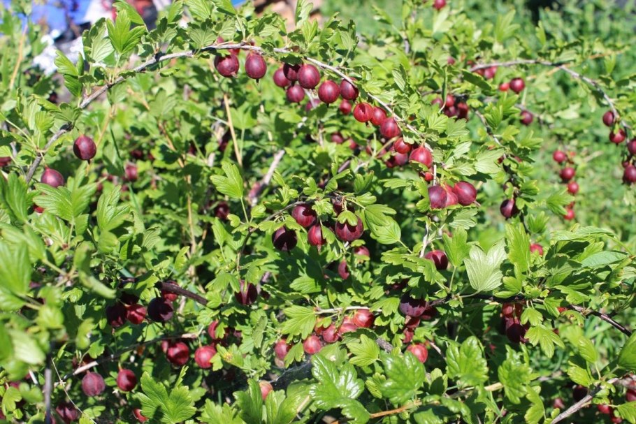 Смородина Джонкер-Ван-ТЭС