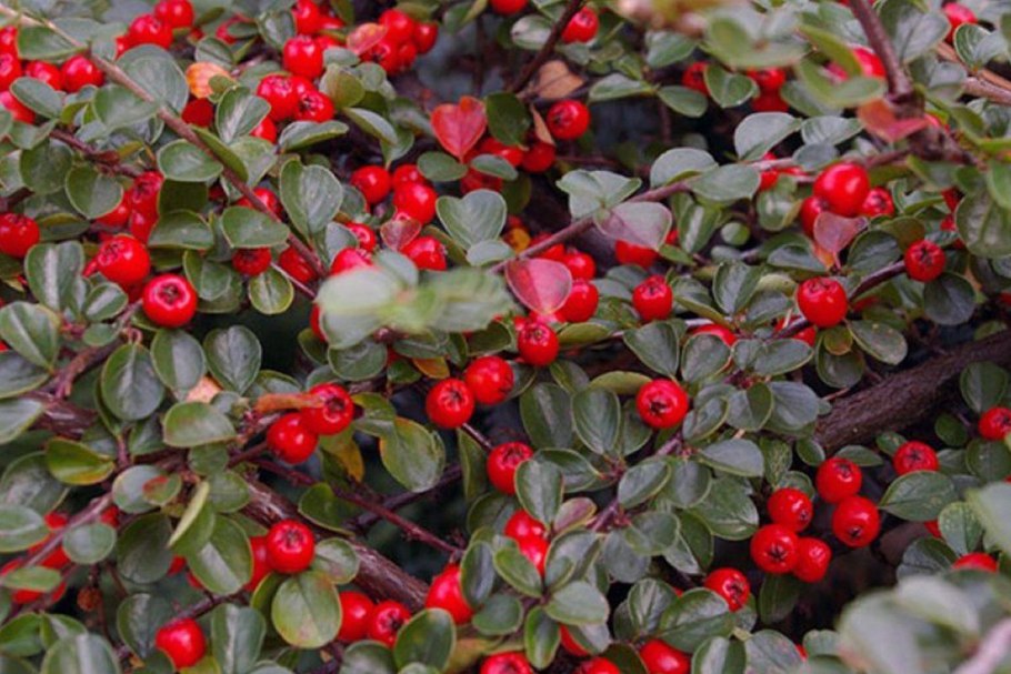 Ежевика штамбовая