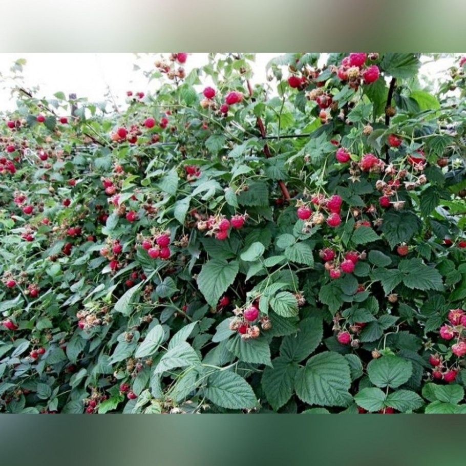 Малина кустарник