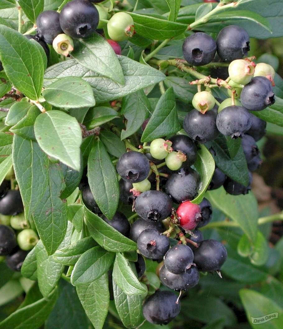 Вейгела Давида