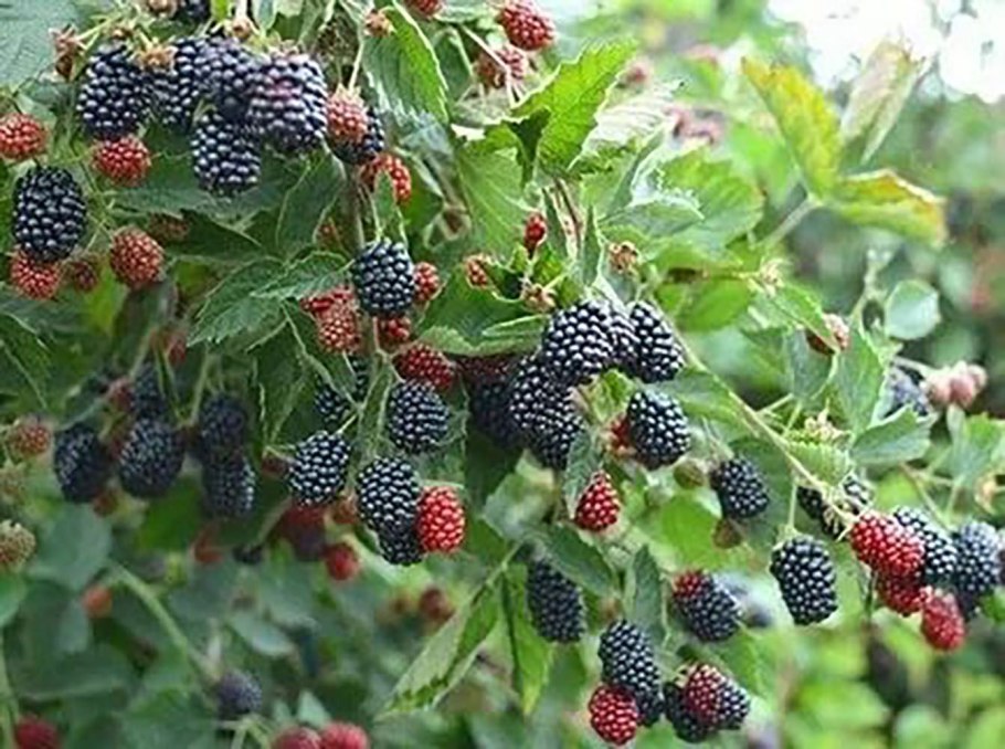 Ежевика Садовая куст