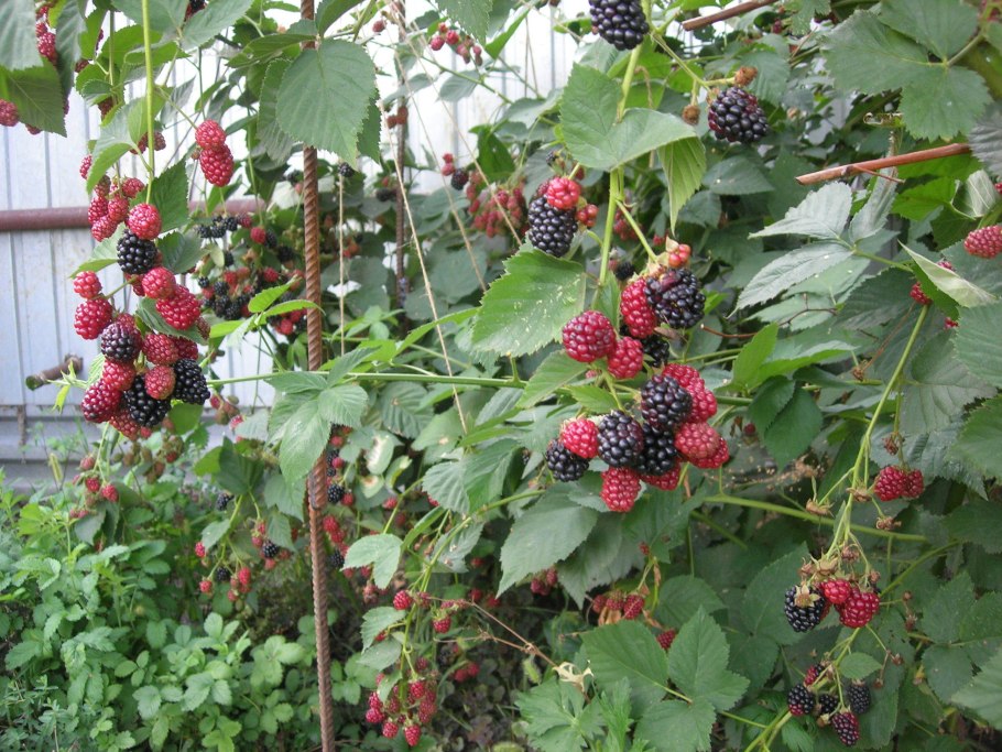 Ежевика Честер Торнлесс