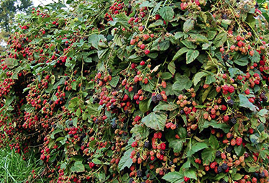 Жимолость съедобная