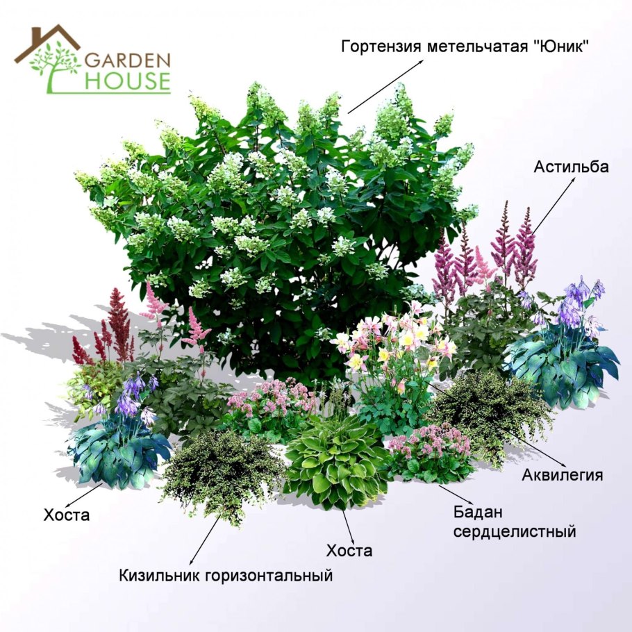 Голубика высокорослая Нельсон