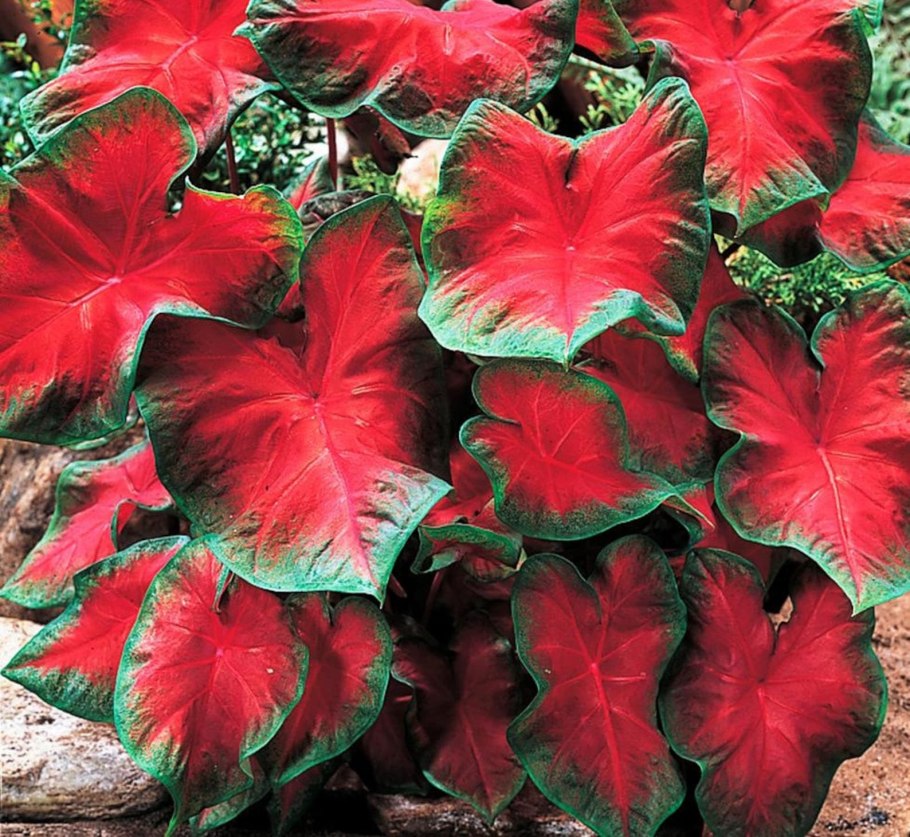 Каладиум микс d6