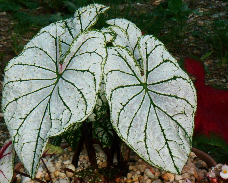 Каладиум серый призрак