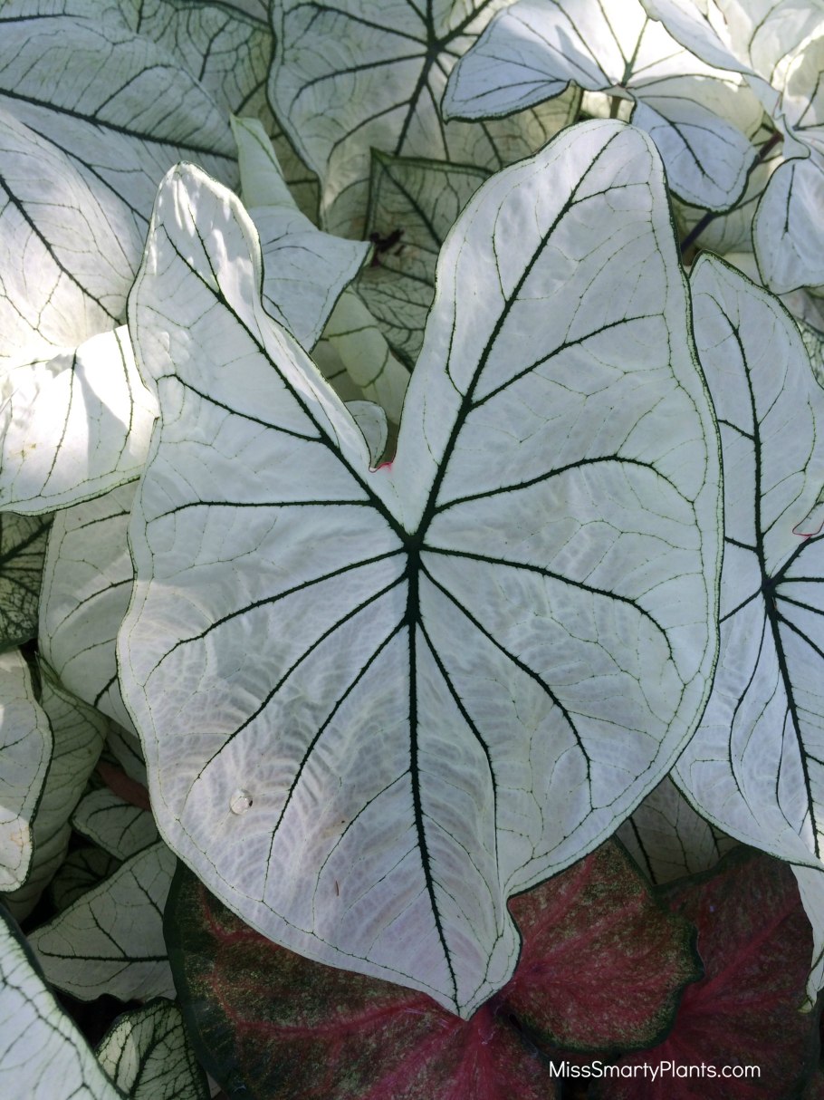 Каладиум candidum