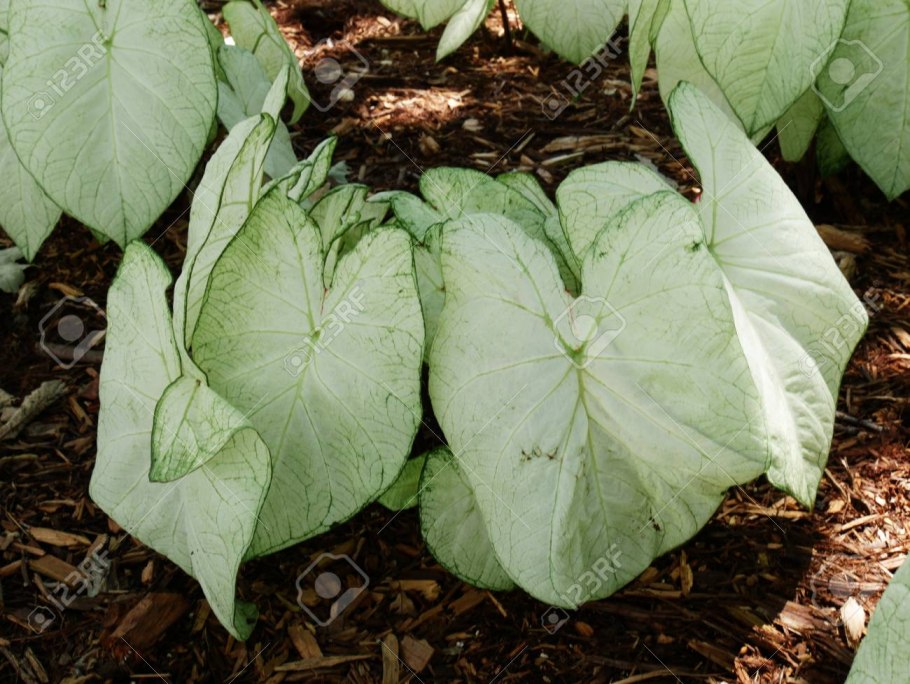 Каладиум цветок комнатный