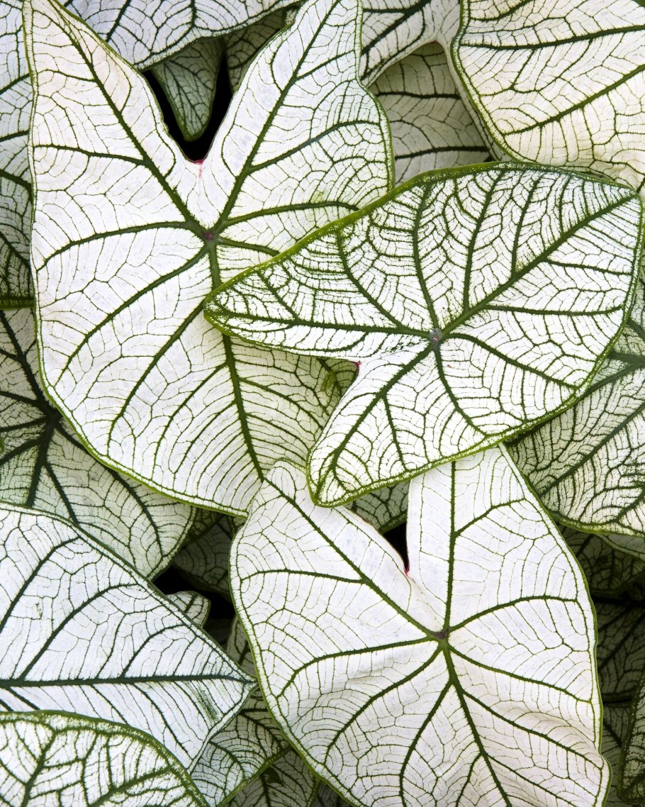 Caladium Moonlight