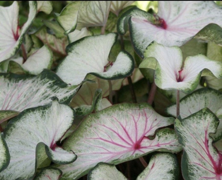 Каладиум Pearl blush