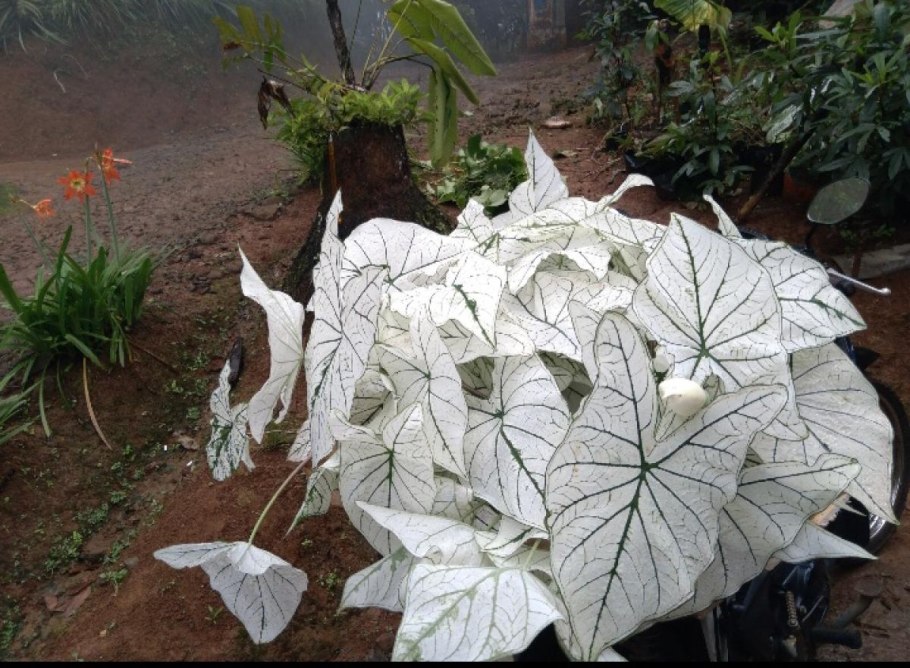 Каладиум Elise