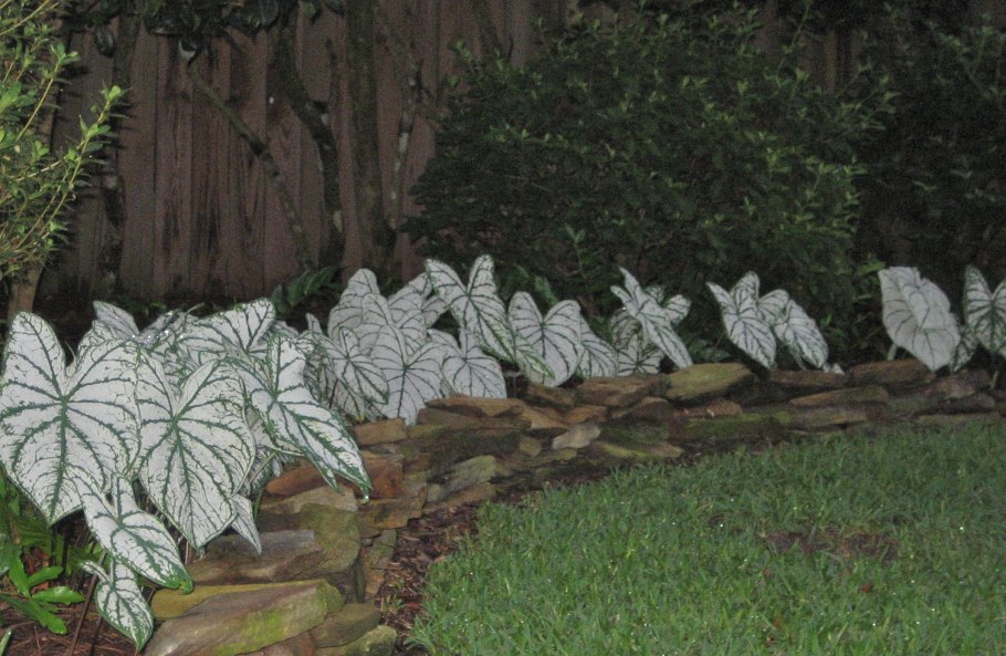 Каладиум Кандидум