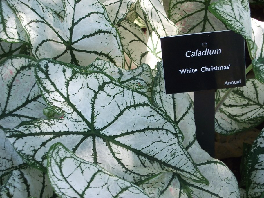 Каладиум White Queen