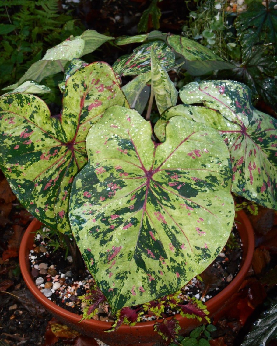 Каладиум биколор