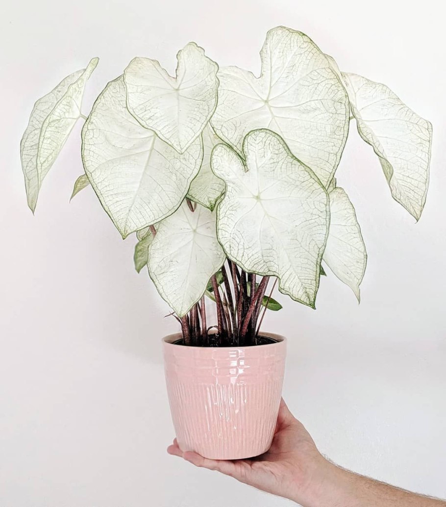 Каладиум Garden White