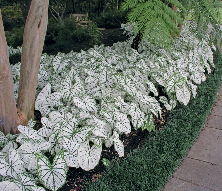 Каладиум шоко Грин