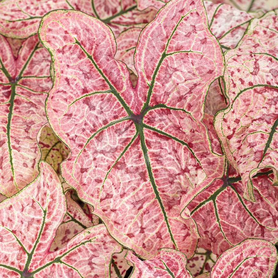 Сингониум Вайт Баттерфляй