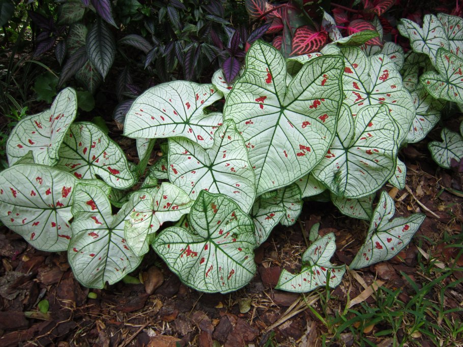 Каладиум Radiance