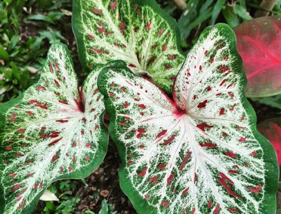 Каладиум Radiance