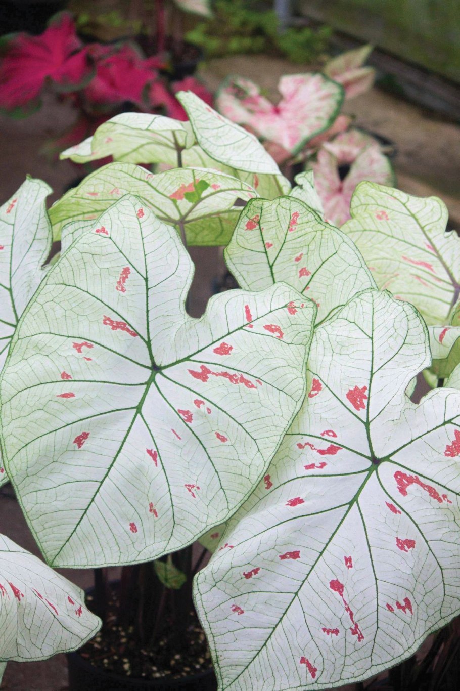 Каладиум Кандидум