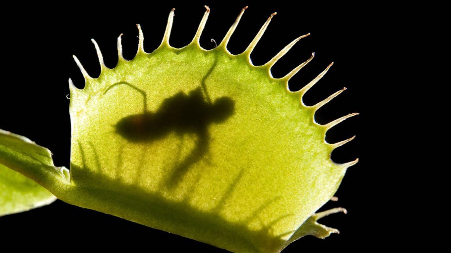 Капкан Венериной мухоловки