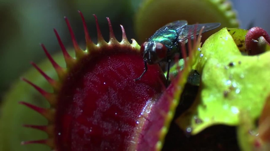 Венерина мухоловка и насекомые