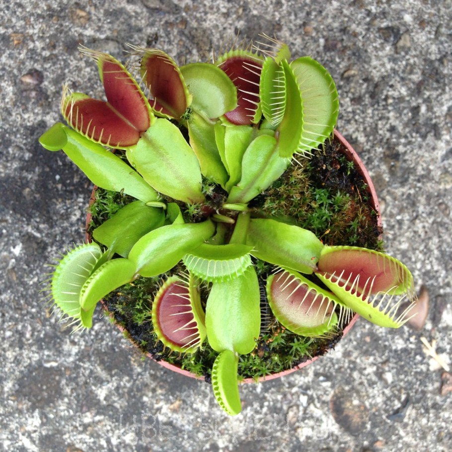 Венерину мухоловка Дионея