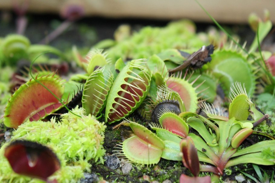 Венерина мухоловка (Dionaea muscipula)