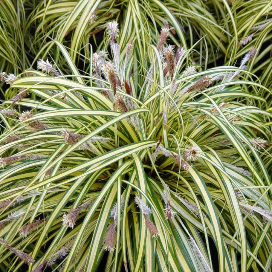 Мискантус китайский sinensis