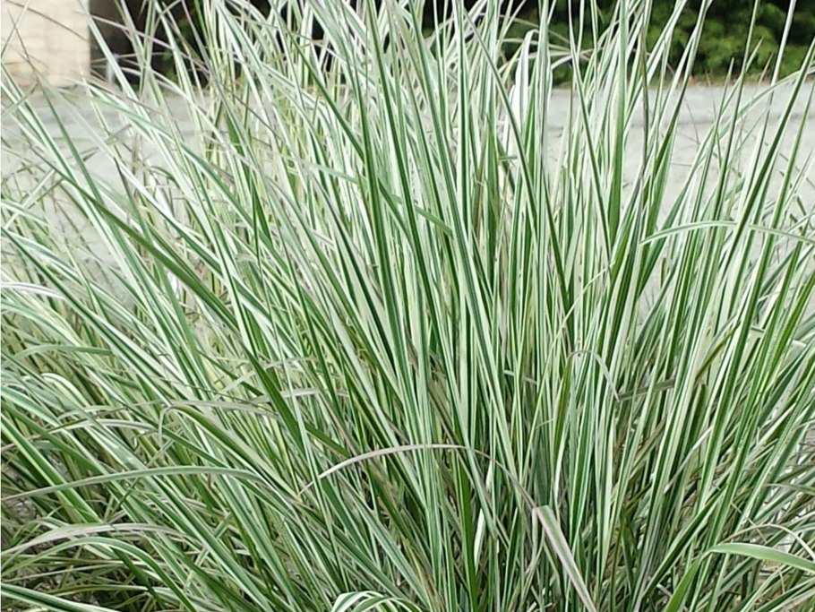 Осока Морроу Вариегата