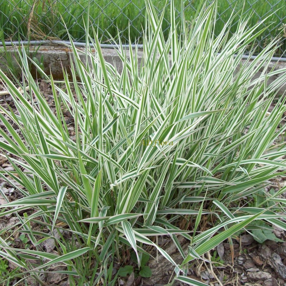 Осока Carex Evergold