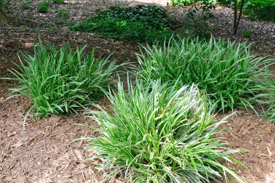 Carex caryophyllea 'the Beatles'