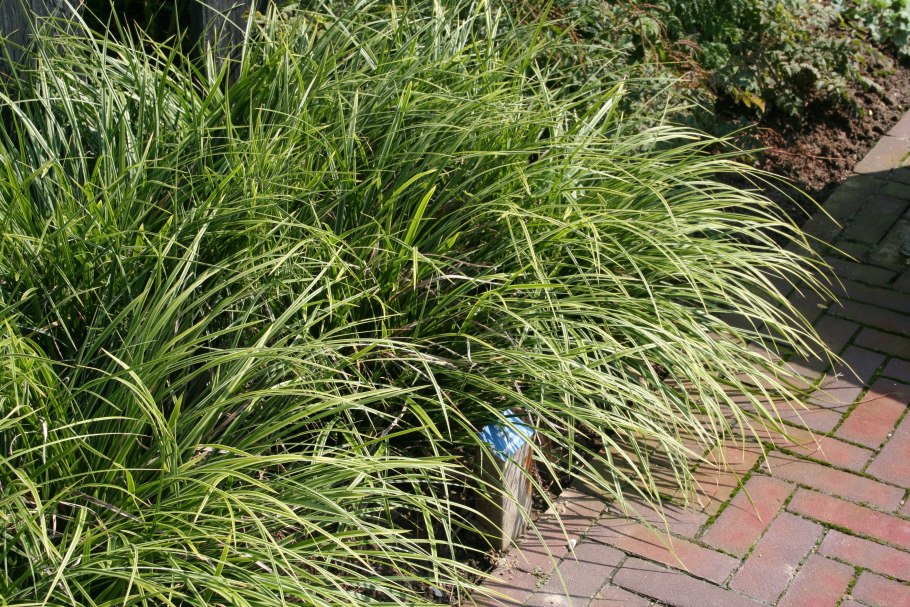 Осока Моррова