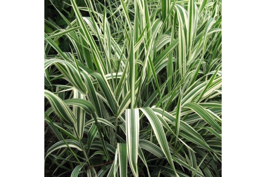 Хаконехлоя дерен