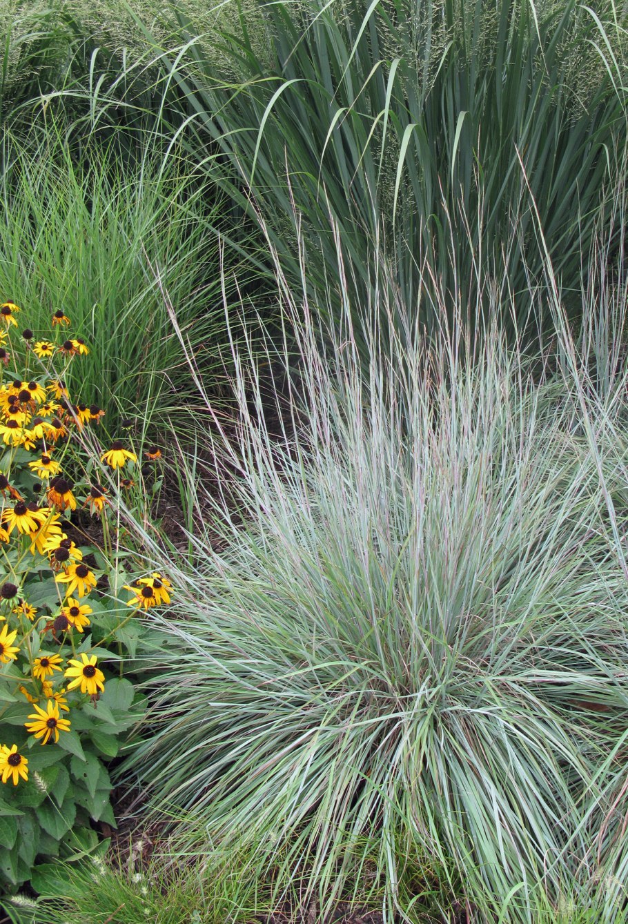 Осока Морроу (Carex morrowii )