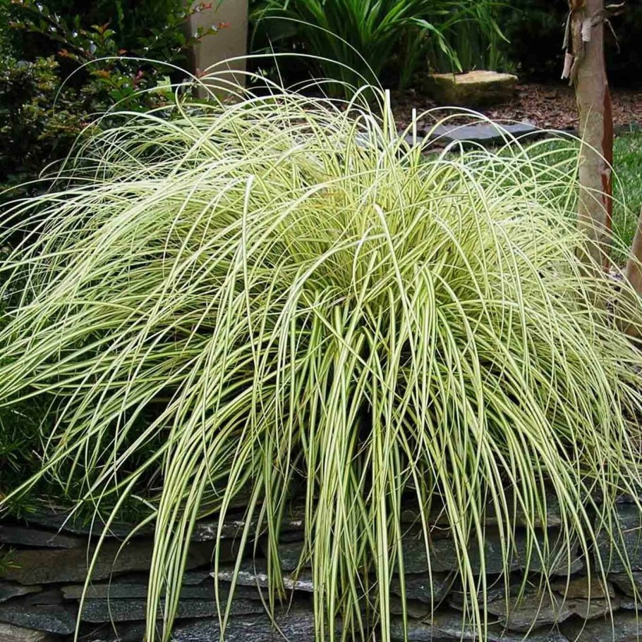 Осока Буханана зеленая