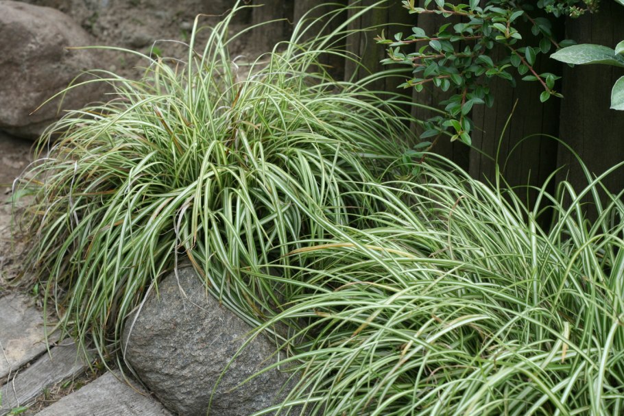 Японская трава хаконехлоя