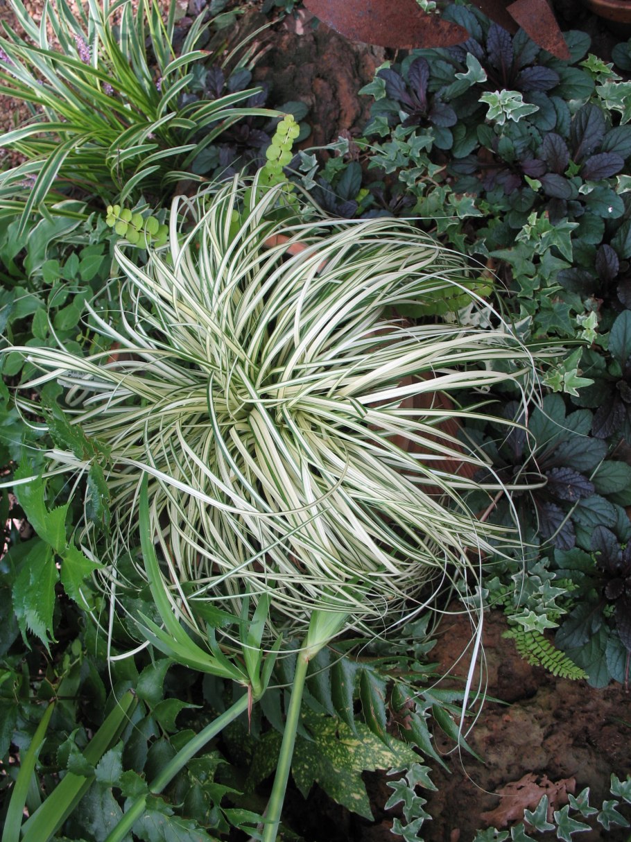 Осока Морроу Вариегата