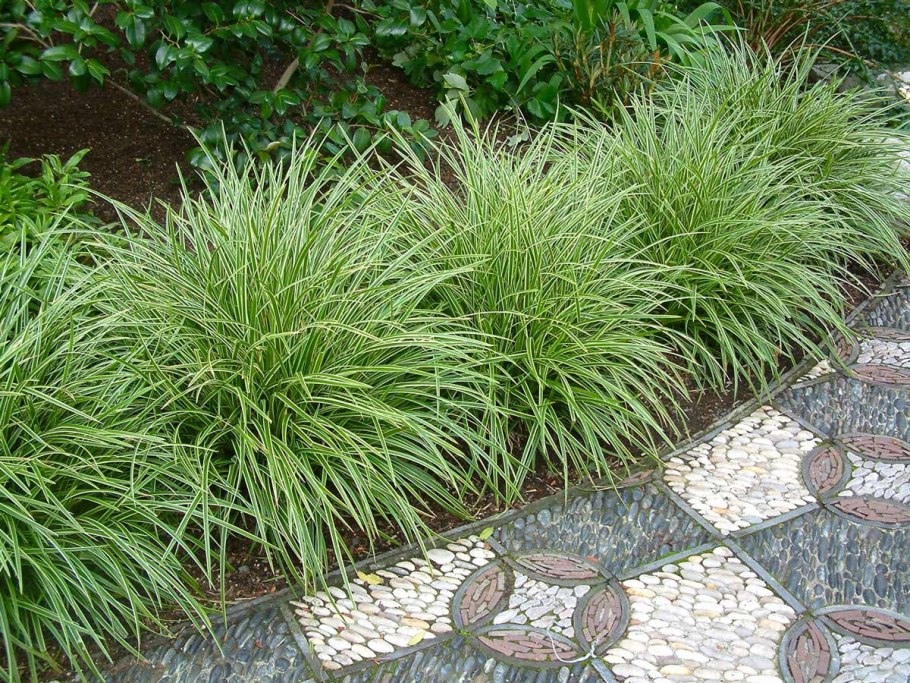 Осока Морроу Вариегата