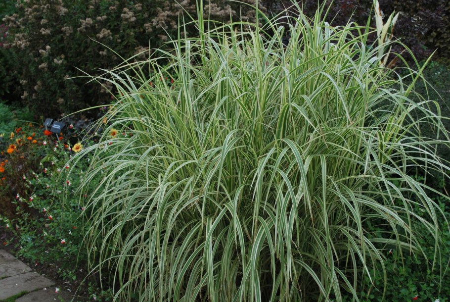 Фалярис тростниковый Лютеопикта