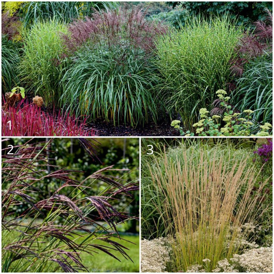 Осока (Carex) Эверголд Evergold