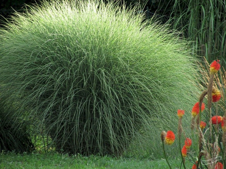 Многолетники Осока