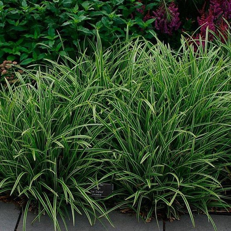 Осока Carex oshimensis Evergold